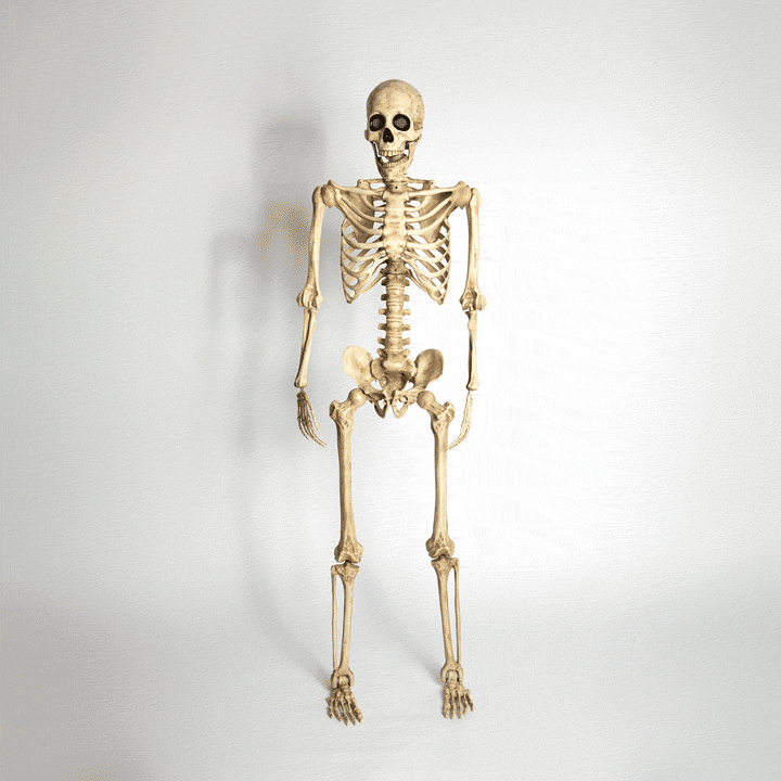 Esqueleto premium ojos luminosos, articulado tamaño real 1.65